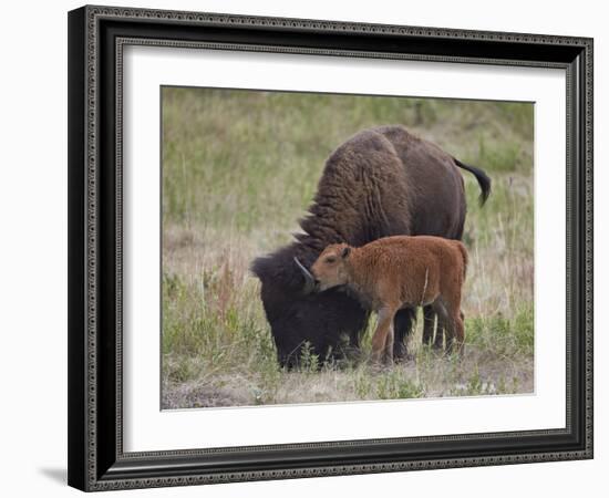 Bison (Bison Bison) Calf Playing with its Mother-James Hager-Framed Photographic Print