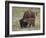 Bison (Bison Bison) Calf Playing with its Mother-James Hager-Framed Photographic Print