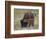 Bison (Bison Bison) Calf Playing with its Mother-James Hager-Framed Photographic Print