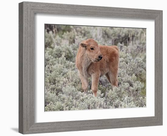 Bison (Bison Bison) Calf, Yellowstone National Park, Wyoming, USA, North America-James Hager-Framed Photographic Print