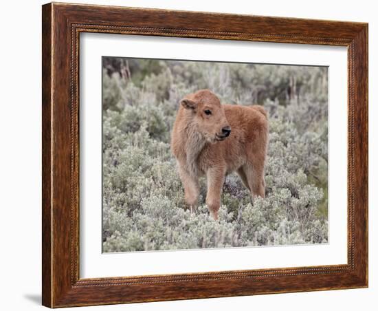 Bison (Bison Bison) Calf, Yellowstone National Park, Wyoming, USA, North America-James Hager-Framed Photographic Print