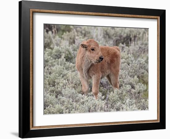 Bison (Bison Bison) Calf, Yellowstone National Park, Wyoming, USA, North America-James Hager-Framed Photographic Print