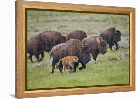 Bison (Bison Bison) Cow and Calf Running in the Rain, Yellowstone National Park, Wyoming, U.S.A.-James Hager-Framed Premier Image Canvas