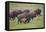 Bison (Bison Bison) Cow and Calf Running in the Rain, Yellowstone National Park, Wyoming, U.S.A.-James Hager-Framed Premier Image Canvas