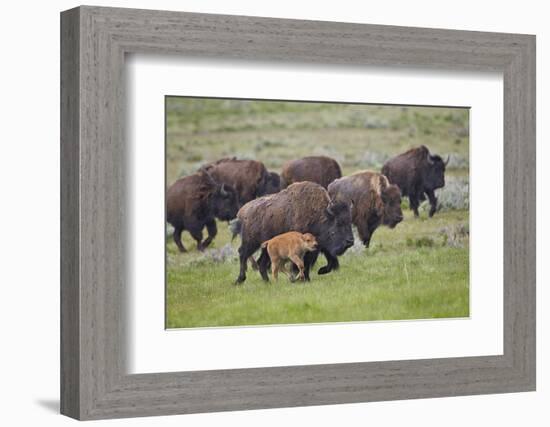 Bison (Bison Bison) Cow and Calf Running in the Rain, Yellowstone National Park, Wyoming, U.S.A.-James Hager-Framed Photographic Print