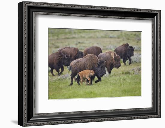 Bison (Bison Bison) Cow and Calf Running in the Rain, Yellowstone National Park, Wyoming, U.S.A.-James Hager-Framed Photographic Print