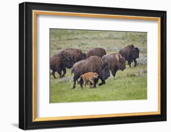 Bison (Bison Bison) Cow and Calf Running in the Rain, Yellowstone National Park, Wyoming, U.S.A.-James Hager-Framed Photographic Print
