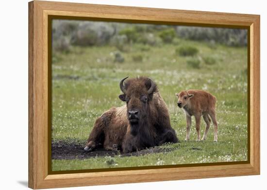 Bison (Bison Bison) Cow and Calf, Yellowstone National Park, Wyoming, United States of America-James Hager-Framed Premier Image Canvas