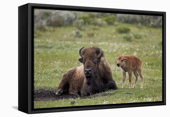 Bison (Bison Bison) Cow and Calf, Yellowstone National Park, Wyoming, United States of America-James Hager-Framed Premier Image Canvas