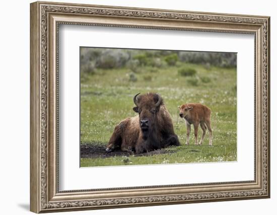 Bison (Bison Bison) Cow and Calf, Yellowstone National Park, Wyoming, United States of America-James Hager-Framed Photographic Print