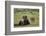 Bison (Bison Bison) Cow and Calf, Yellowstone National Park, Wyoming, United States of America-James Hager-Framed Photographic Print