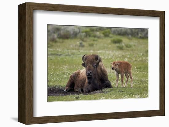 Bison (Bison Bison) Cow and Calf, Yellowstone National Park, Wyoming, United States of America-James Hager-Framed Photographic Print