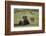 Bison (Bison Bison) Cow and Calf, Yellowstone National Park, Wyoming, United States of America-James Hager-Framed Photographic Print