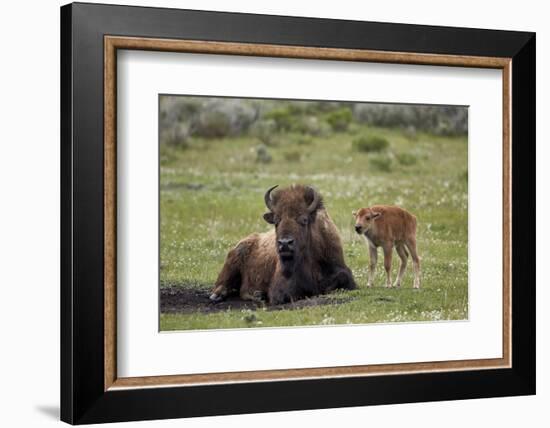 Bison (Bison Bison) Cow and Calf, Yellowstone National Park, Wyoming, United States of America-James Hager-Framed Photographic Print