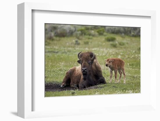 Bison (Bison Bison) Cow and Calf, Yellowstone National Park, Wyoming, United States of America-James Hager-Framed Photographic Print