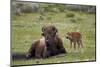 Bison (Bison Bison) Cow and Calf, Yellowstone National Park, Wyoming, United States of America-James Hager-Mounted Photographic Print