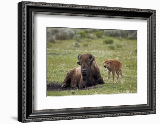 Bison (Bison Bison) Cow and Calf, Yellowstone National Park, Wyoming, United States of America-James Hager-Framed Photographic Print