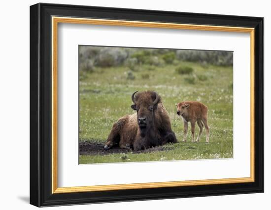 Bison (Bison Bison) Cow and Calf, Yellowstone National Park, Wyoming, United States of America-James Hager-Framed Photographic Print