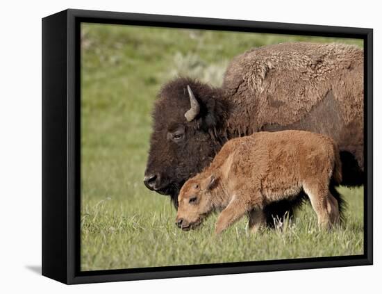 Bison (Bison Bison) Cow and Calf, Yellowstone National Park, Wyoming, USA, North America-James Hager-Framed Premier Image Canvas