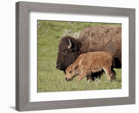 Bison (Bison Bison) Cow and Calf, Yellowstone National Park, Wyoming, USA, North America-James Hager-Framed Photographic Print