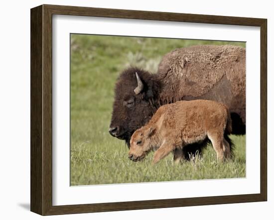 Bison (Bison Bison) Cow and Calf, Yellowstone National Park, Wyoming, USA, North America-James Hager-Framed Photographic Print
