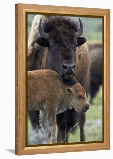 Bison (Bison Bison) Cow and Calf-James Hager-Framed Premier Image Canvas