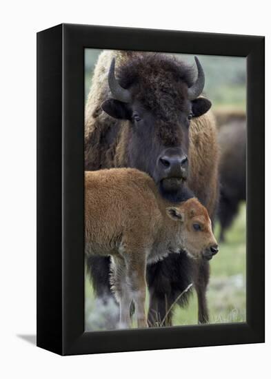 Bison (Bison Bison) Cow and Calf-James Hager-Framed Premier Image Canvas