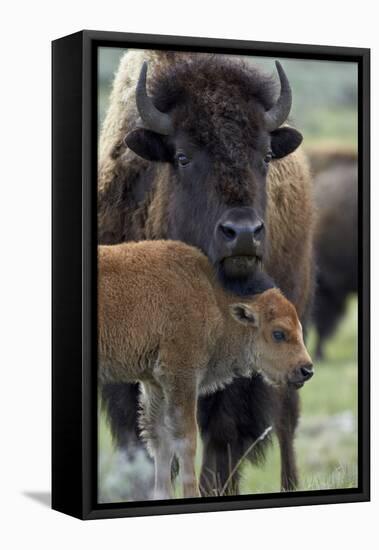 Bison (Bison Bison) Cow and Calf-James Hager-Framed Premier Image Canvas