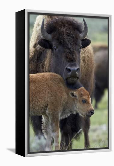 Bison (Bison Bison) Cow and Calf-James Hager-Framed Premier Image Canvas