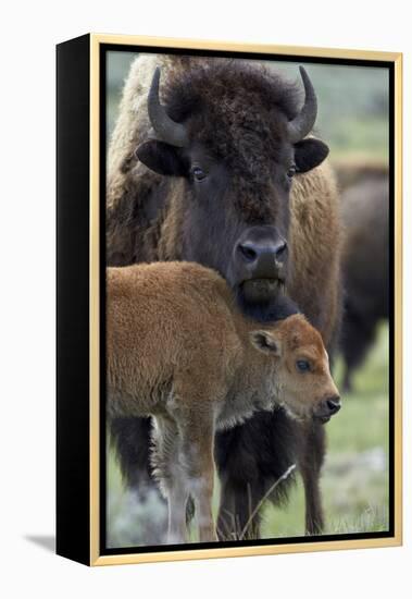 Bison (Bison Bison) Cow and Calf-James Hager-Framed Premier Image Canvas