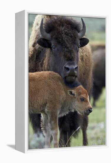 Bison (Bison Bison) Cow and Calf-James Hager-Framed Premier Image Canvas