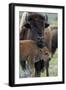 Bison (Bison Bison) Cow and Calf-James Hager-Framed Photographic Print