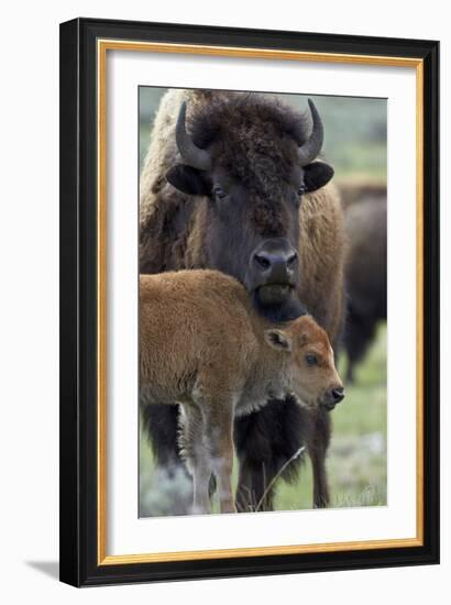 Bison (Bison Bison) Cow and Calf-James Hager-Framed Photographic Print