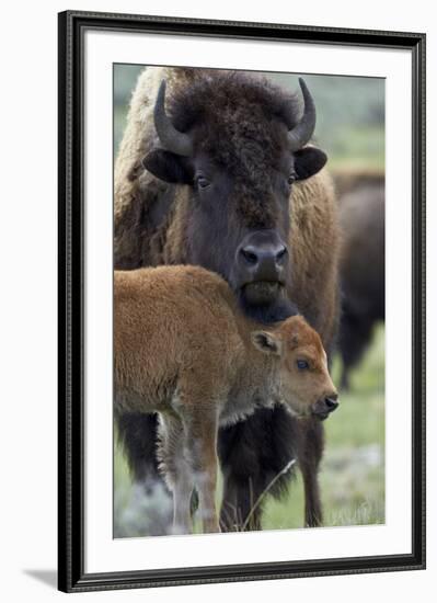 Bison (Bison Bison) Cow and Calf-James Hager-Framed Photographic Print