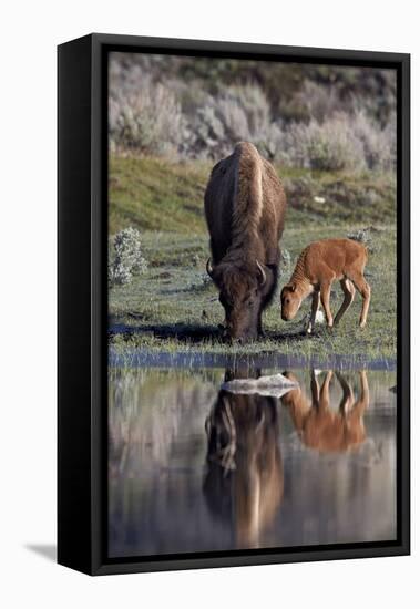 Bison (Bison Bison) Cow and Calf-James Hager-Framed Premier Image Canvas