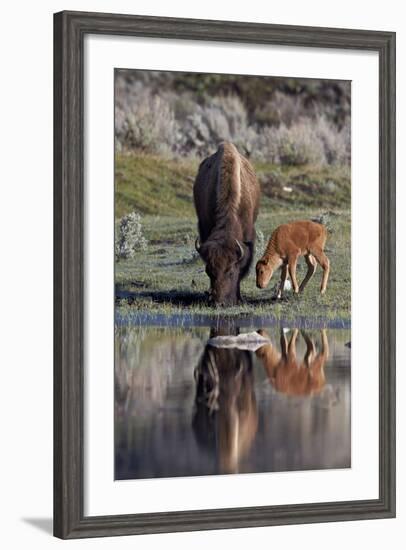 Bison (Bison Bison) Cow and Calf-James Hager-Framed Photographic Print