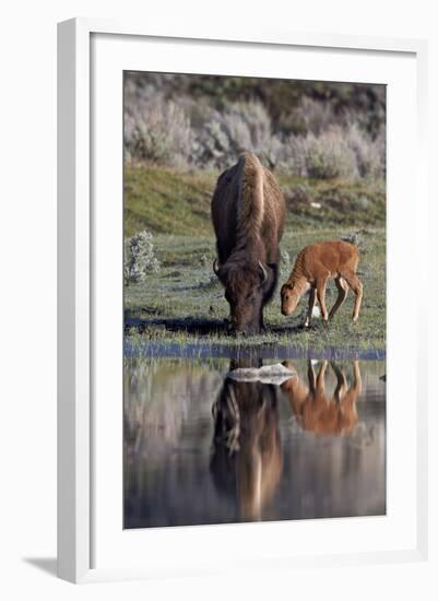 Bison (Bison Bison) Cow and Calf-James Hager-Framed Photographic Print