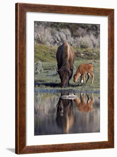 Bison (Bison Bison) Cow and Calf-James Hager-Framed Photographic Print