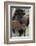 Bison (Bison Bison) Cow and Calf-James Hager-Framed Photographic Print