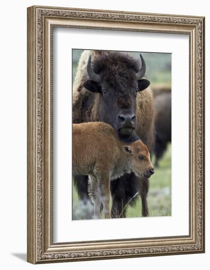 Bison (Bison Bison) Cow and Calf-James Hager-Framed Photographic Print