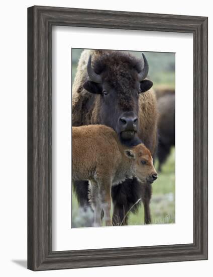 Bison (Bison Bison) Cow and Calf-James Hager-Framed Photographic Print