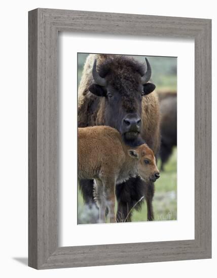 Bison (Bison Bison) Cow and Calf-James Hager-Framed Photographic Print