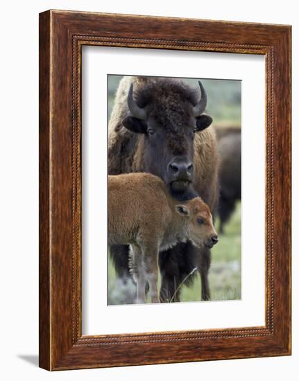 Bison (Bison Bison) Cow and Calf-James Hager-Framed Photographic Print