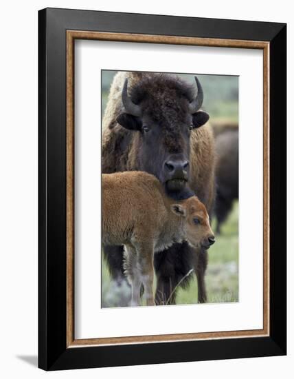 Bison (Bison Bison) Cow and Calf-James Hager-Framed Photographic Print