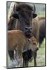 Bison (Bison Bison) Cow and Calf-James Hager-Mounted Photographic Print