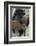 Bison (Bison Bison) Cow and Calf-James Hager-Framed Photographic Print