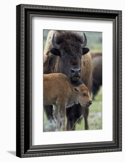 Bison (Bison Bison) Cow and Calf-James Hager-Framed Photographic Print