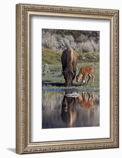 Bison (Bison Bison) Cow and Calf-James Hager-Framed Photographic Print