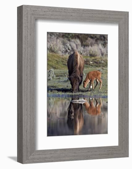 Bison (Bison Bison) Cow and Calf-James Hager-Framed Photographic Print