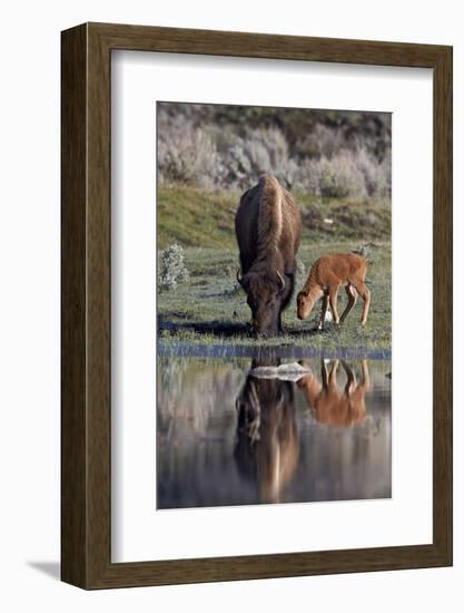 Bison (Bison Bison) Cow and Calf-James Hager-Framed Photographic Print